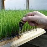 Рассада лука