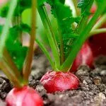 Выращивание редиса