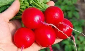 Редис Селеста