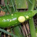 Заболевания цуккини