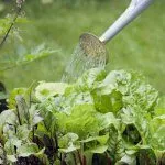 Подкормка свеклы
