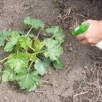 Подкормка кабачков