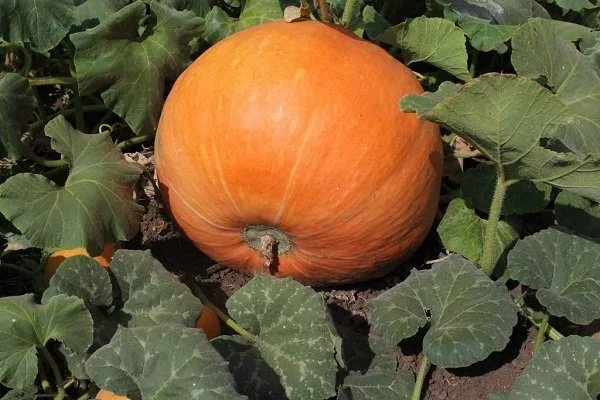 Тыква Кустовая оранжевая: характеристика сорта, агротехника выращивания и отзывы