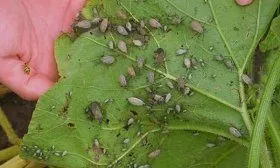 Вредители тыквы