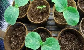 Рассада тыквы