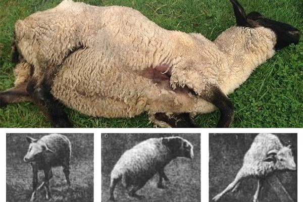 Листериоз у овцы