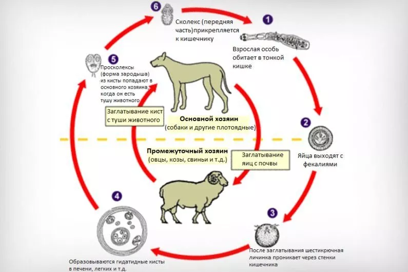 Жизненный цикл Echinococcosis