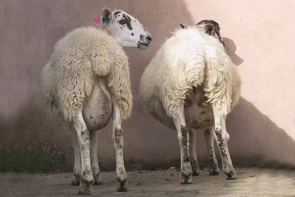 Вздутие живота у овцы справа