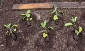 Пересадка рассады