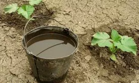 Подкормка тыквы