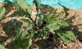 Болезни баклажан