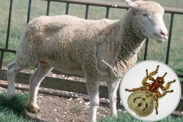 Мелофагоз у овцы