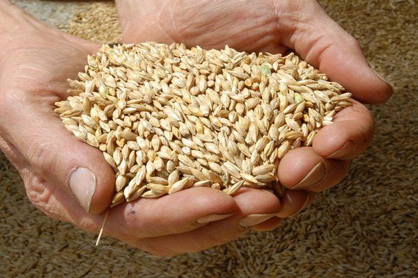Выбор пшеницы