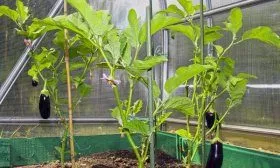 Баклажаны в теплице