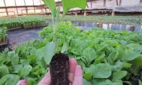 Рассада баклажан