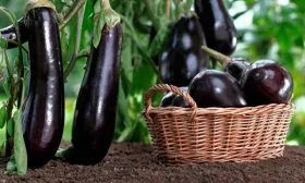 Баклажаны растут