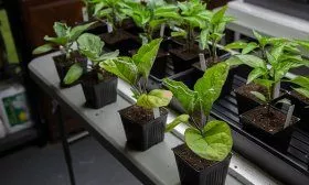 Рассада баклажан