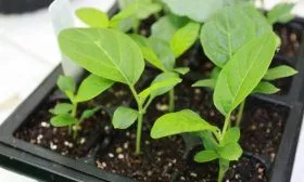 Рассада баклажан