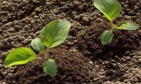 Уход за баклажанами в открытом грунте