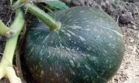 Тыква Лечебная растет