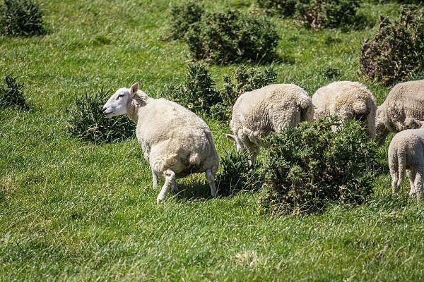 Зрачки овцы фото