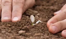 Посев тыквы