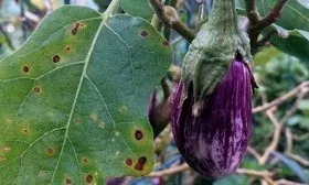 Вредители баклажанов