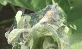 Паутинный клещ на баклажанах
