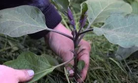 Формирование куста баклажан