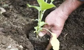 Пересадка рассады