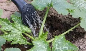 Полив тыквы