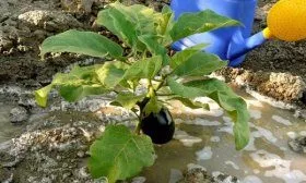 Полив баклажанов