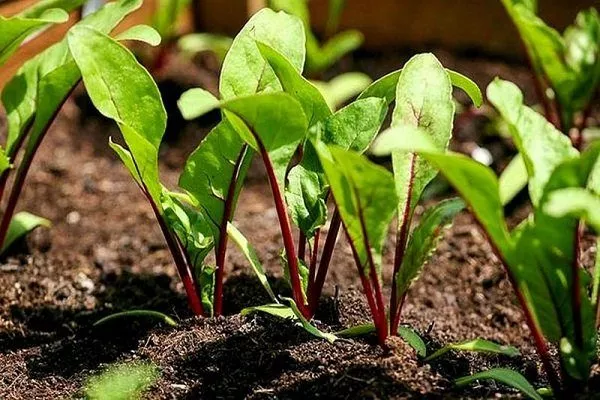 Выращивание свеклы рассадой: правила, агротехника, инструкции