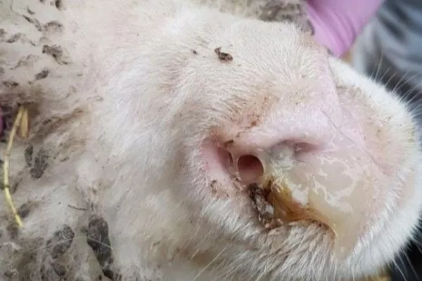 Выделения из носа у больной овцы