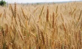 Московская пшеница
