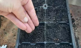 Посадка семян на рассаду