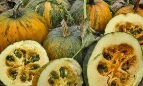 Голосемянная тыква