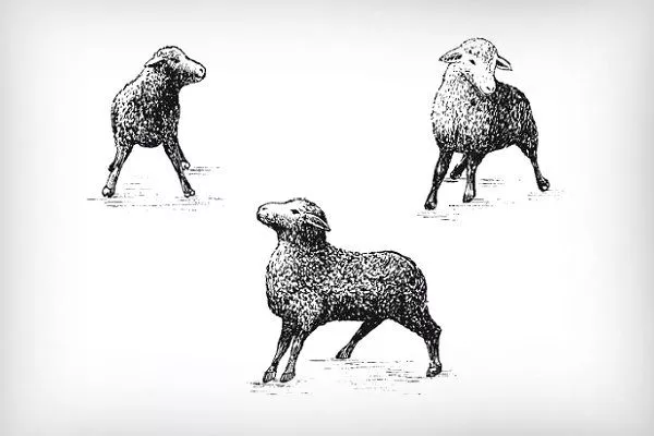 Поведение овцы, больной ценурозом