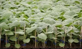 Рассада баклажан