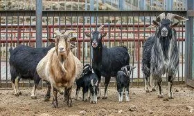 Продуктивные характеристики коз