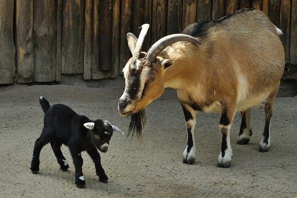 Камерунские козы фото и описание