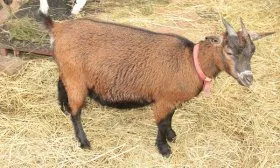 Шами порода коз: описание, характеристики, продуктивность, содержание и разведение, отзывы