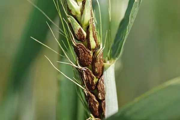 Заболевания пшеницы