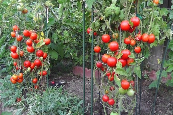kak podvyazat pomidoryi 58