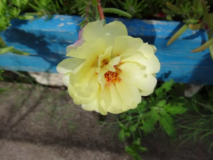 Портулак - цветок с шёлковыми лепестками