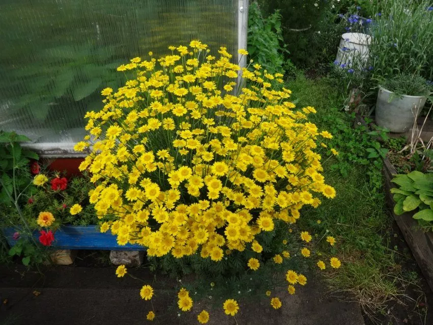 Пупавка - солнечный цветок