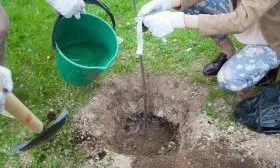 Посадка вишни