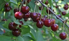 Вишня Шоколадница