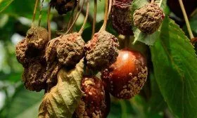 Болезни вишни