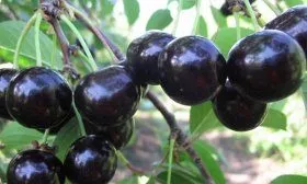 Морель черная